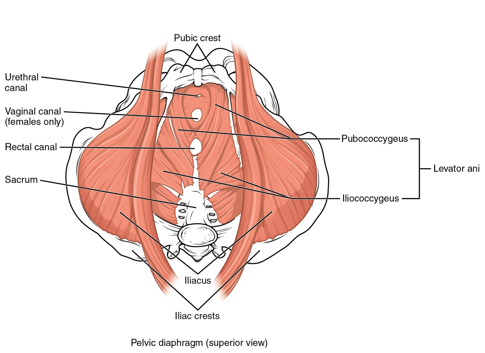 Regaining Pelvic Floor Strength:​ Targeted Exercises for C-Section Recovery