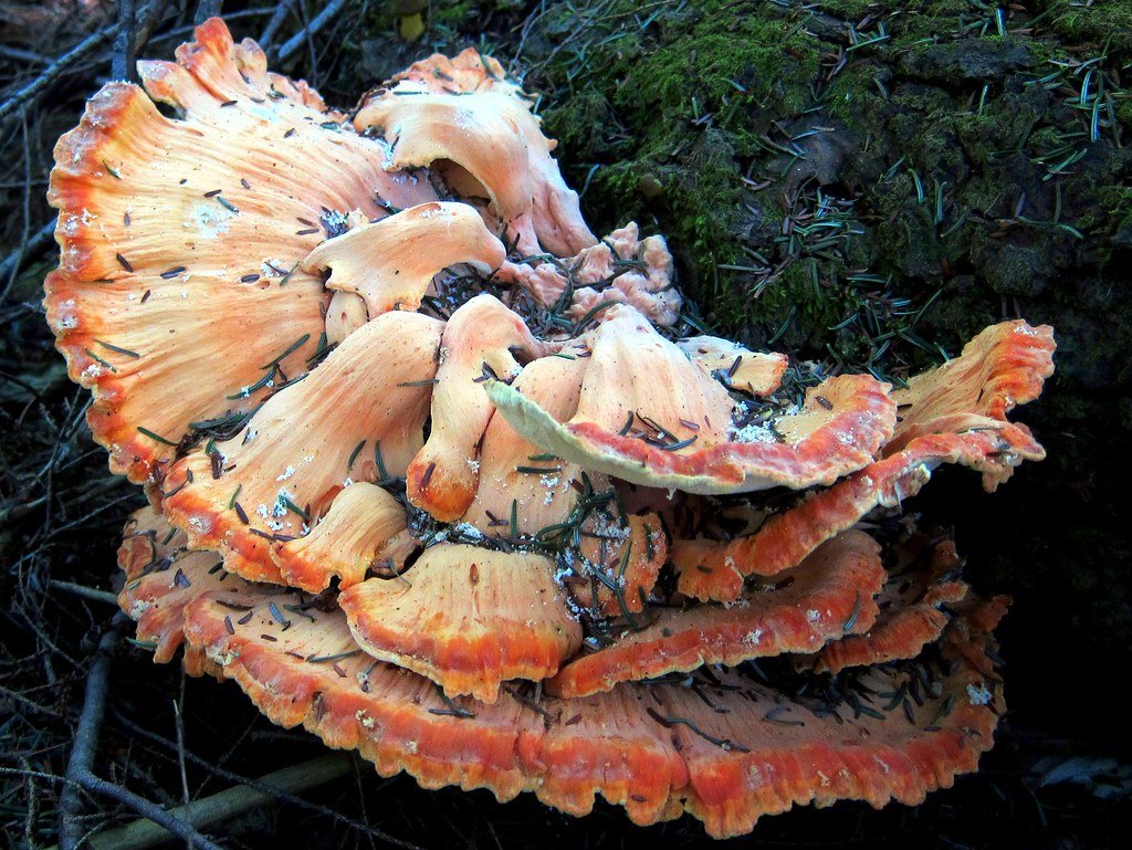 Mouthwatering Mushroom Chicken: A Perfect Pairing with Cajun Carrots