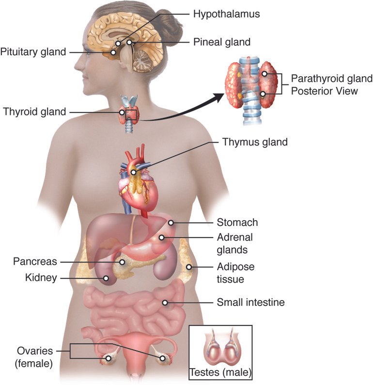 Navigating ​Hormonal Changes: How Nutrition‌ Can Help Sync‍ Your ⁣Body