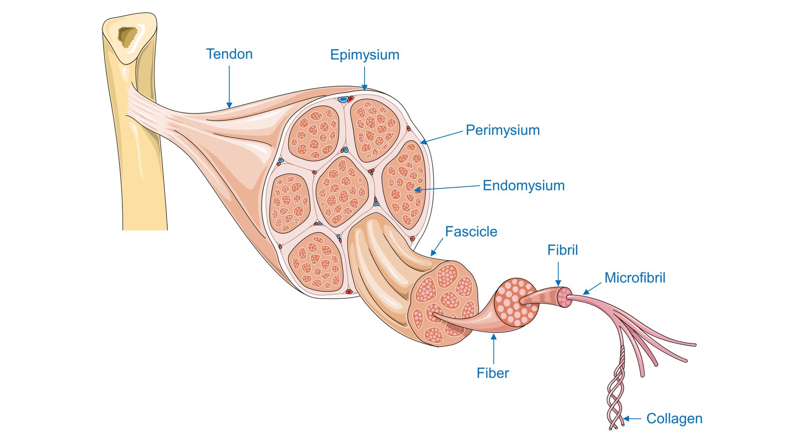 Unveiling the Untold Benefits: How Fiber Supports a Mom's Digestive System