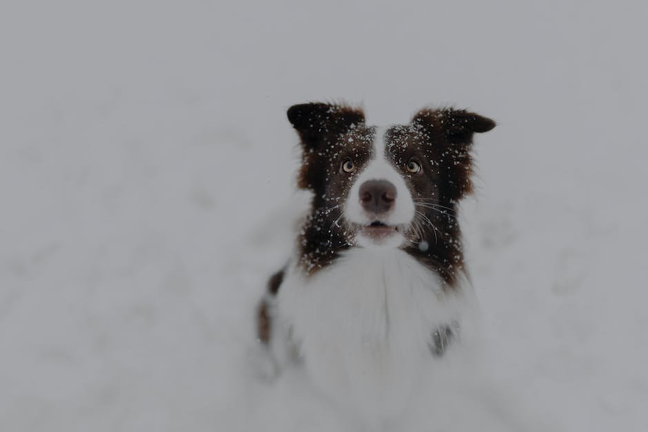 The Magic of Pet⁣ Therapy: How⁣ Our Furry Friends Provide Stress Relief