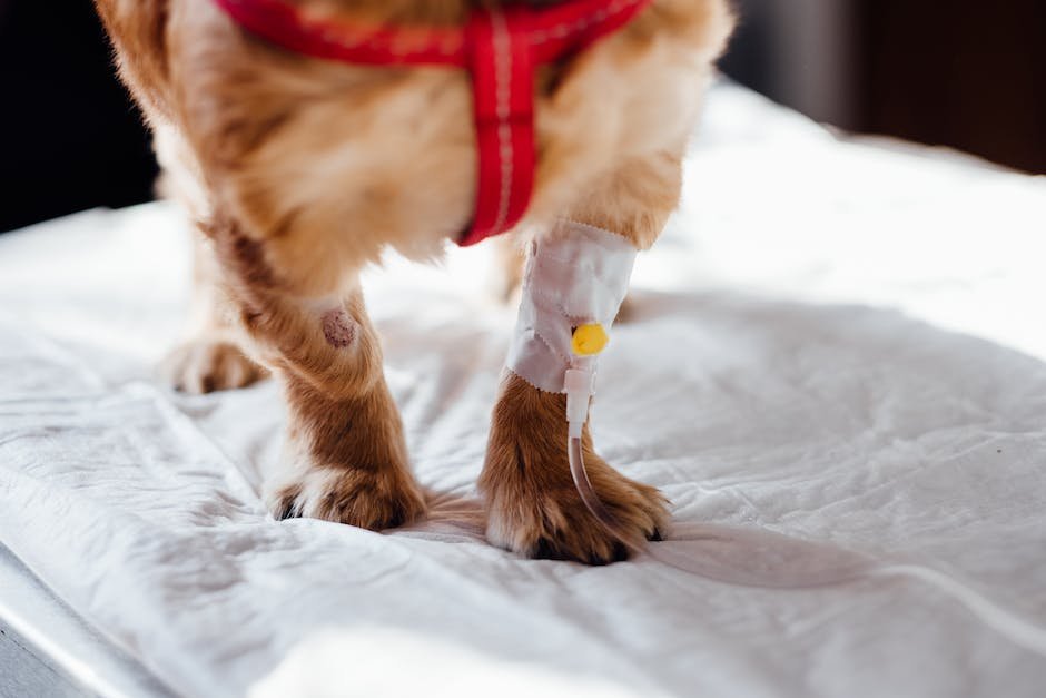 A⁣ Paw-sitive ⁤Prescription: Understanding the Therapeutic Effects⁢ of Pet⁤ Therapy on Stress ​Relief