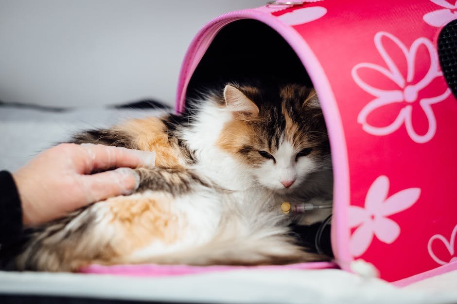 From Anxiety to Tranquility: Practical Tips for ‍Incorporating Pet Therapy into ⁣Your Stress Management Routine