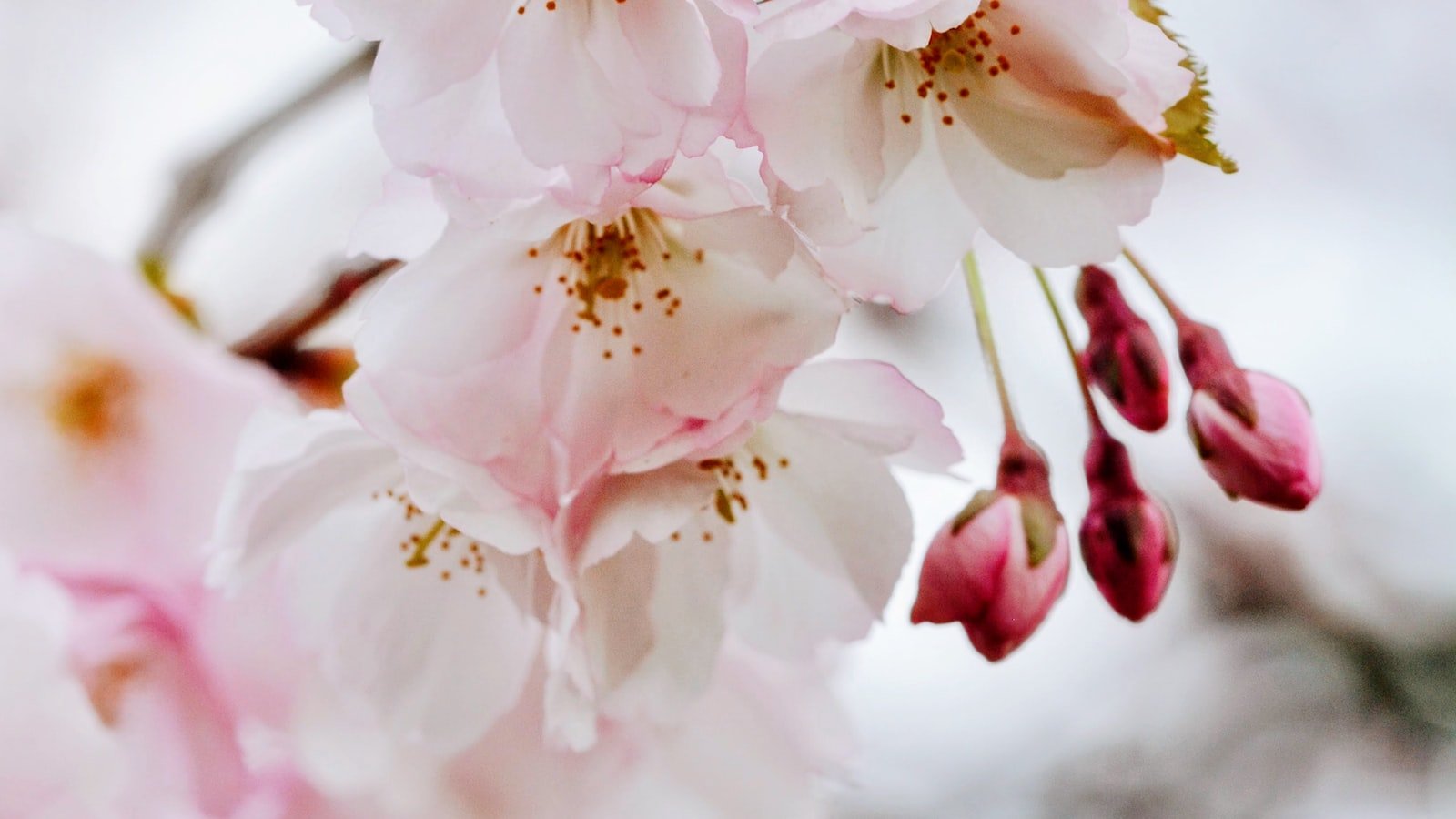 - Embracing Nature's Beauty: Self-Care Activities for Spring Blossoms