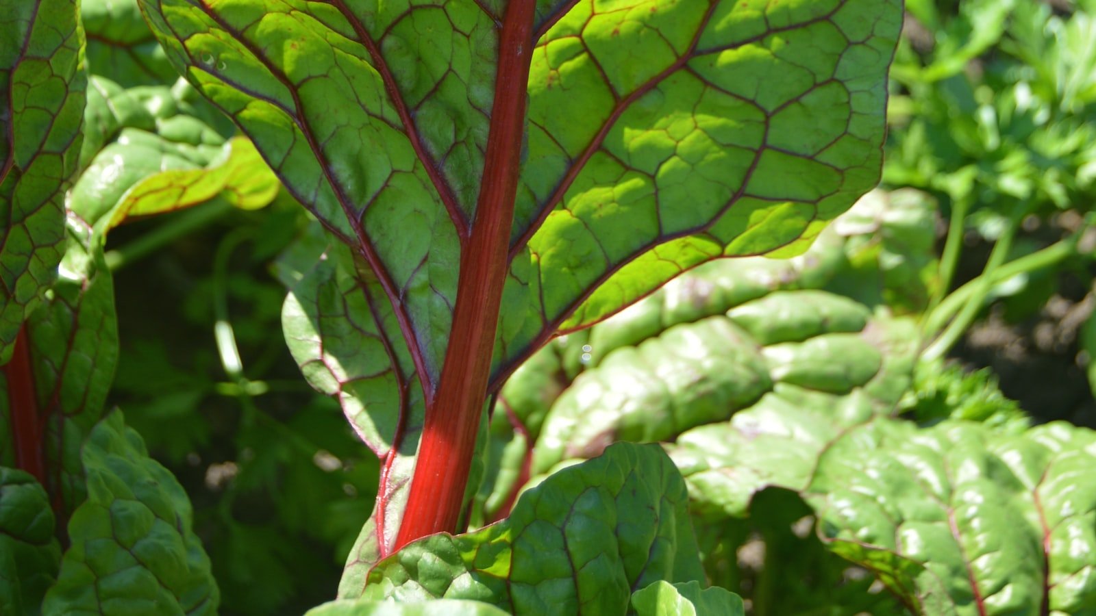 Discovering the ‍Power of⁢ Leafy Greens: Boosting Nutrient Intake for Postpartum Health